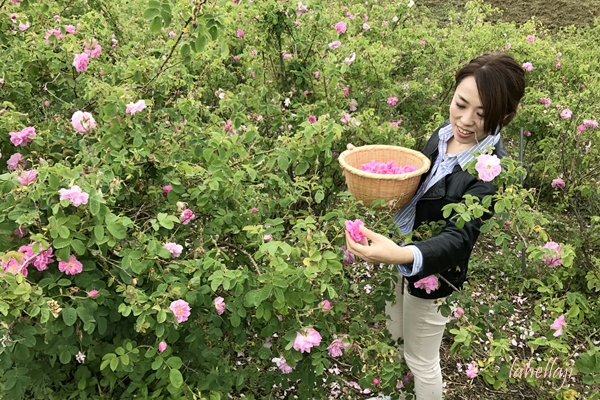 天空の薔薇摘み採り蒸留体験１ アサオカローズ 長野県諏訪郡富士見町 古山順子のライフログ