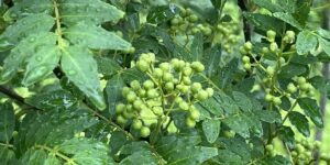 疲れをリセット！山椒精油で心地よい季節の変わり目を迎えよう