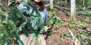森林浴を日常に――とどまつ精油の魅力